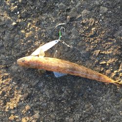 エソしかいません